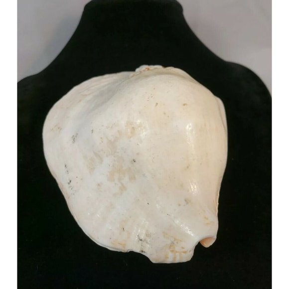 SEA SHELL. Calcified fossil, 140mm x 120mm. GIANT SHELL 1.6lb-611gr - Picture 3 of 8